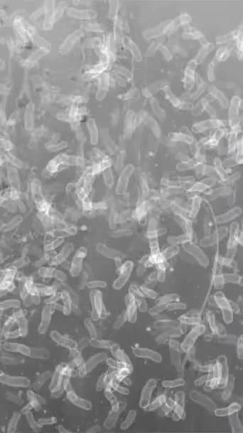 Bacteriën Onder Microscoop Verticale Video — Stockvideo