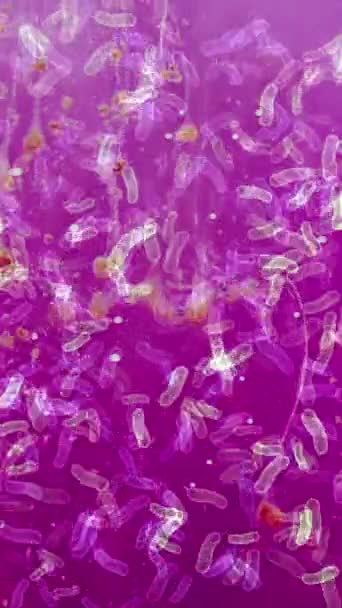 Bacterias Bajo Microscopio Video Vertical — Vídeos de Stock