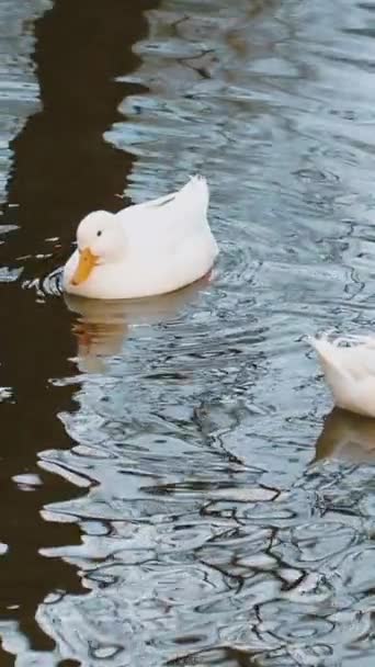 Kaczki Pływanie Bagnie Powolny Ruch Pionowe Wideo — Wideo stockowe