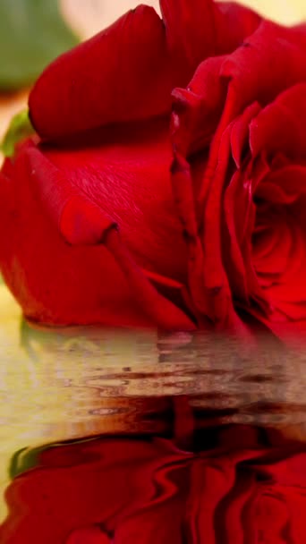 水の垂直ビデオで反射する赤いバラ — ストック動画