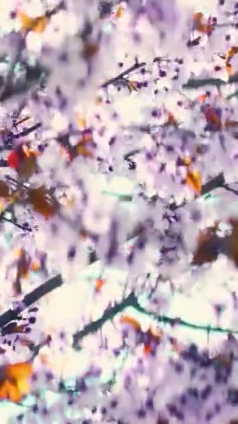 Flores Cerezo Rosa Floreciendo Primavera Video Vertical — Vídeos de Stock