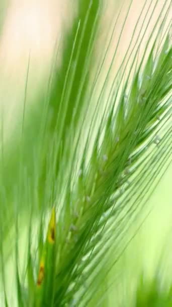 Wheat Stalks Blow Wind Vertical Video — Stock Video