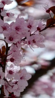 İlkbahar dikey videosunda açan pembe kiraz çiçekleri