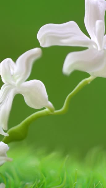 Flor Blanca Sobre Fondo Verde Video Vertical — Vídeos de Stock
