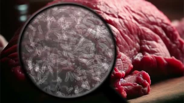 Poszukiwanie Bakterii Surowym Mięsie — Wideo stockowe