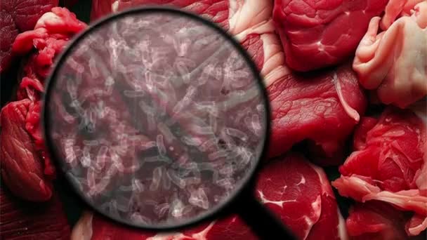 Searching Bacteria Raw Meat — Stock Video