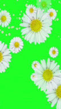 Daisy Flowers Yeşil Ekran Arkaplanında Uçuyor dikey video