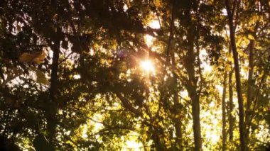Güneşten gelen ışık yaprakların arasından geçiyor.