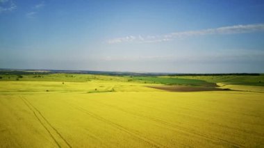 Buğday tarlası. Hava görüntüsü. Video