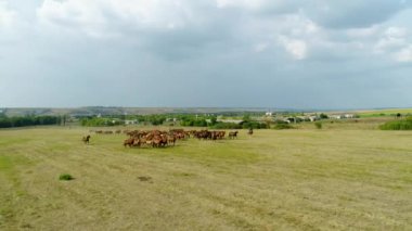 Hava manzaralı bozkırda otlayan bir at sürüsü