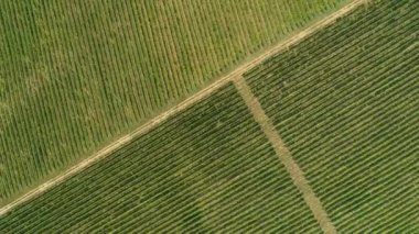  Üzüm bağları üzerinden tarımsal alanlara doğru hava aracı görüntüsü