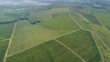  Üzüm bağları üzerinden tarımsal alanlara doğru hava aracı görüntüsü