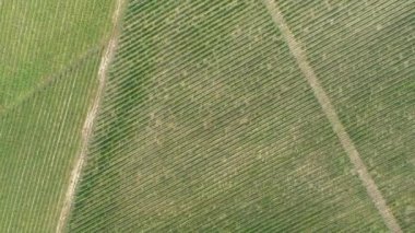  Üzüm bağları üzerinden tarımsal alanlara doğru hava aracı görüntüsü