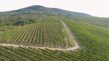  Üzüm bağları üzerinden tarımsal alanlara doğru hava aracı görüntüsü