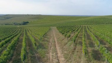  Üzüm bağları üzerinden tarımsal alanlara doğru hava aracı görüntüsü