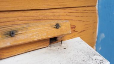 Kovana girip çıkan arıları kapatın.