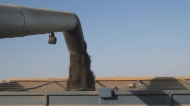 Ayçiçeği hasatçısı mahsulü Hopper 'dan boşaltır.