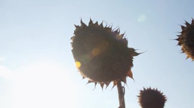 Ayçiçekleri gökyüzüne karşı hasat için hazır. Güz mevsiminde kuru tarlada toplanan grouth olgun ayçiçeklerinin manzarası