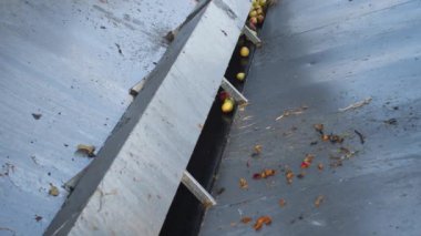 Elmaları sıralamak ve almak için çalışma hattı