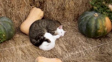 Şirin kediler samanlıkta uyur.