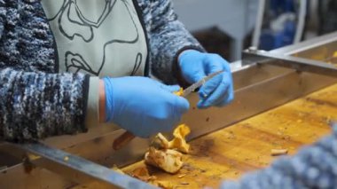 Üretim hattında tarım işçisi. Olgun ve organik Chanterelleleri çamurdan bıçakla temizliyor.