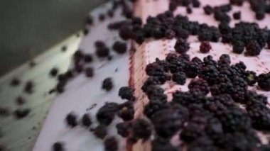  Taşıyıcı banttaki Blackberry işlemi. Donmuş böğürtlen. Video