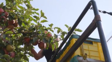 Sonbaharda meyve bahçesinde elma hasadı.