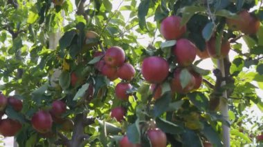 Lezzetli kırmızı elmalar. Bir dalda toplanmaya hazır kırmızı elmalar. Sonbahar boyunca elma bahçesindeki dalda asılı duran elmalar. Organik yiyecekler