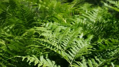 Eğreltiotu yapraklarının yemyeşil bir ormanda, arka planda güneş ışığı olan sinematik bir videosu.