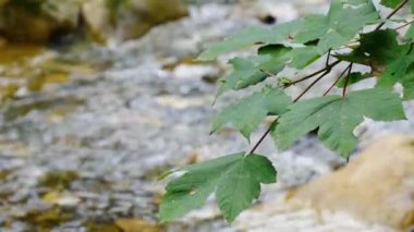 Dağ deresi yakından akıyor. Dere suyu akan eriyen kar pınarı. Taşlar arasında akan su, yakın plan. Ormanın derinliklerinde akan nehir yaşam tarzının akışı doğanın tazeliği