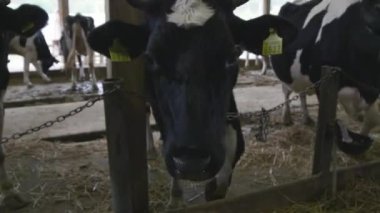 Mandıra çiftliği, çiftlikte inekler