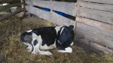 Ahırda kendini yalıyor.
