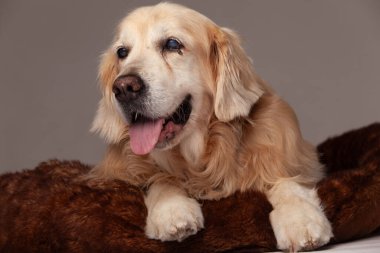 Golden retriever kahverengi yastıkta yatıyor.