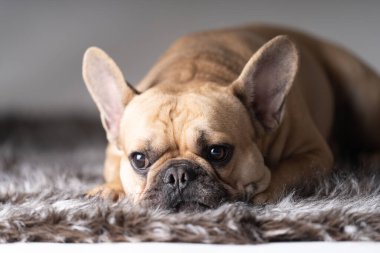 Açık kahverengi Fransız Bulldog 'u yerde.