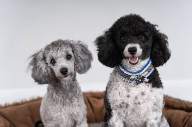 İki kral köpeği birlikte oturup dinliyorlar.