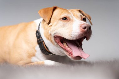 Alman çoban köpeği portresi kulakları dikmiş.