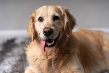 Alman çoban köpeği portresi kulakları dikmiş.