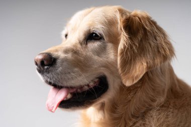 Alman çoban köpeği portresi kulakları dikmiş.