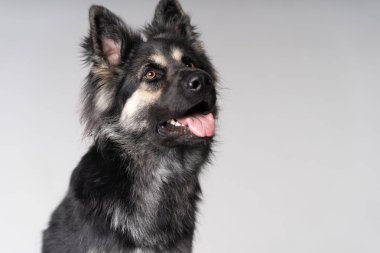 Alman çoban köpeği portresi kulakları dikmiş.
