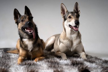 Alman çoban köpeği portresi kulakları dikmiş.