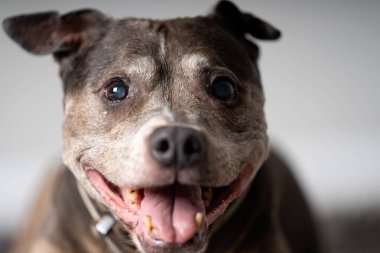 Alman çoban köpeği portresi kulakları dikmiş.