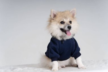 Alman çoban köpeği portresi kulakları dikmiş.