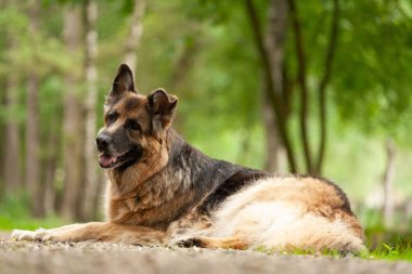 Alman çoban köpeği portresi kulakları dikmiş.