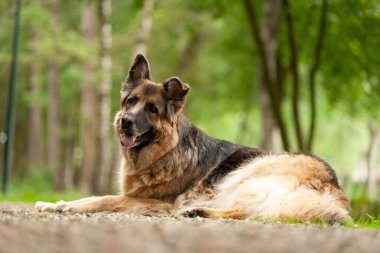 Alman çoban köpeği portresi kulakları dikmiş.