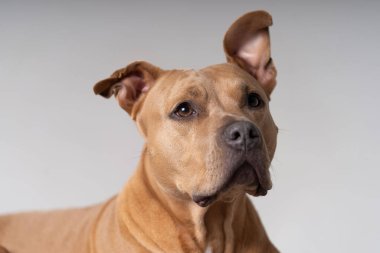 Alman çoban köpeği portresi kulakları dikmiş.