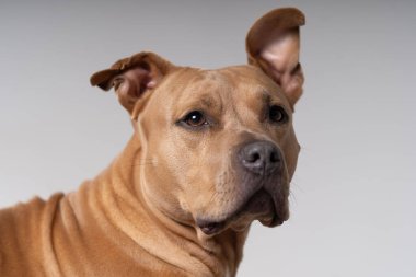 Alman çoban köpeği portresi kulakları dikmiş.