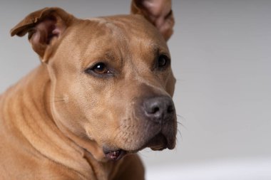 Alman çoban köpeği portresi kulakları dikmiş.