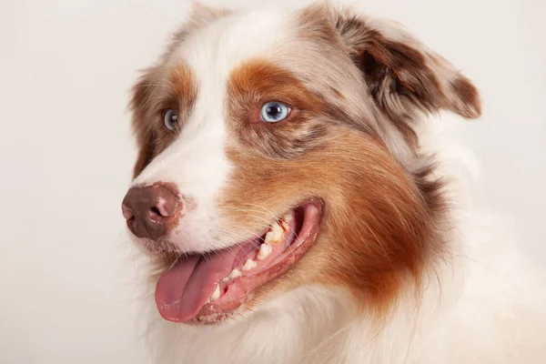 Porträt Eines Blauäugigen Australischen Schäferhundes — Stockfoto