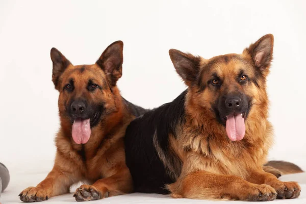 Zwei Schäferhunde Nebeneinander Liegend — Stockfoto