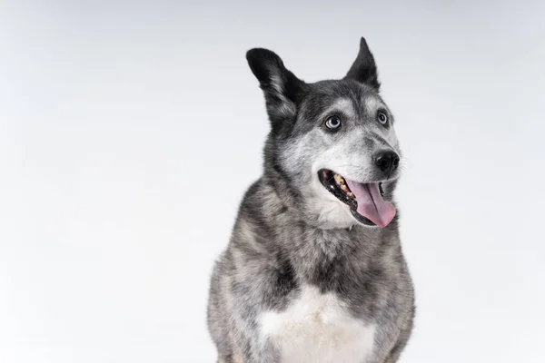 Bir Avustralya Çoban Köpeği Portresi — Stok fotoğraf